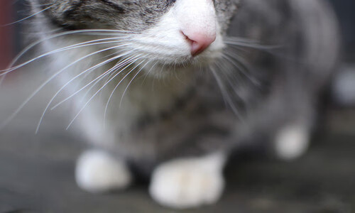 马赛式绞杀唯一性,当极致的战术克制遇上大场面先生,贝蒂斯成了最好的注脚